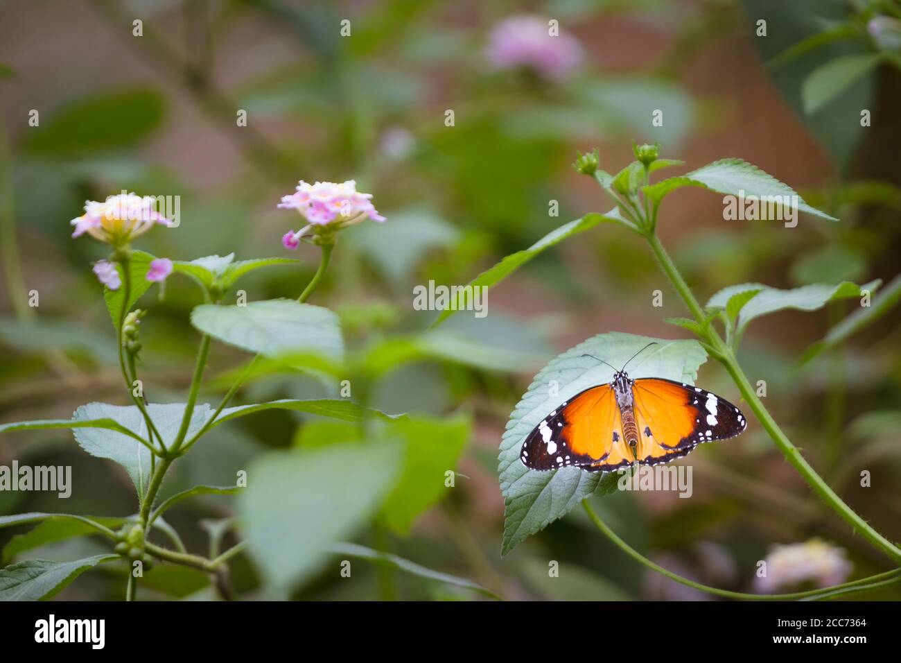 The Plain Tiger, also known as African queen or African Monarch is originally native to  Asia, Australia and Africa and belongs to the family Nymphali Stock Photo