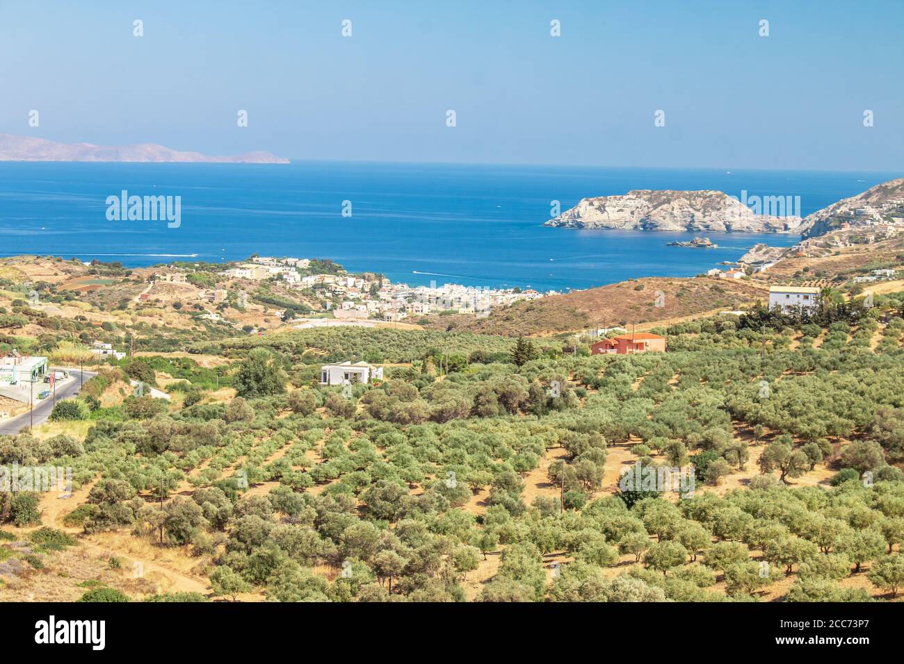 Olive plantation with mountains and Aegean Sea on the background
