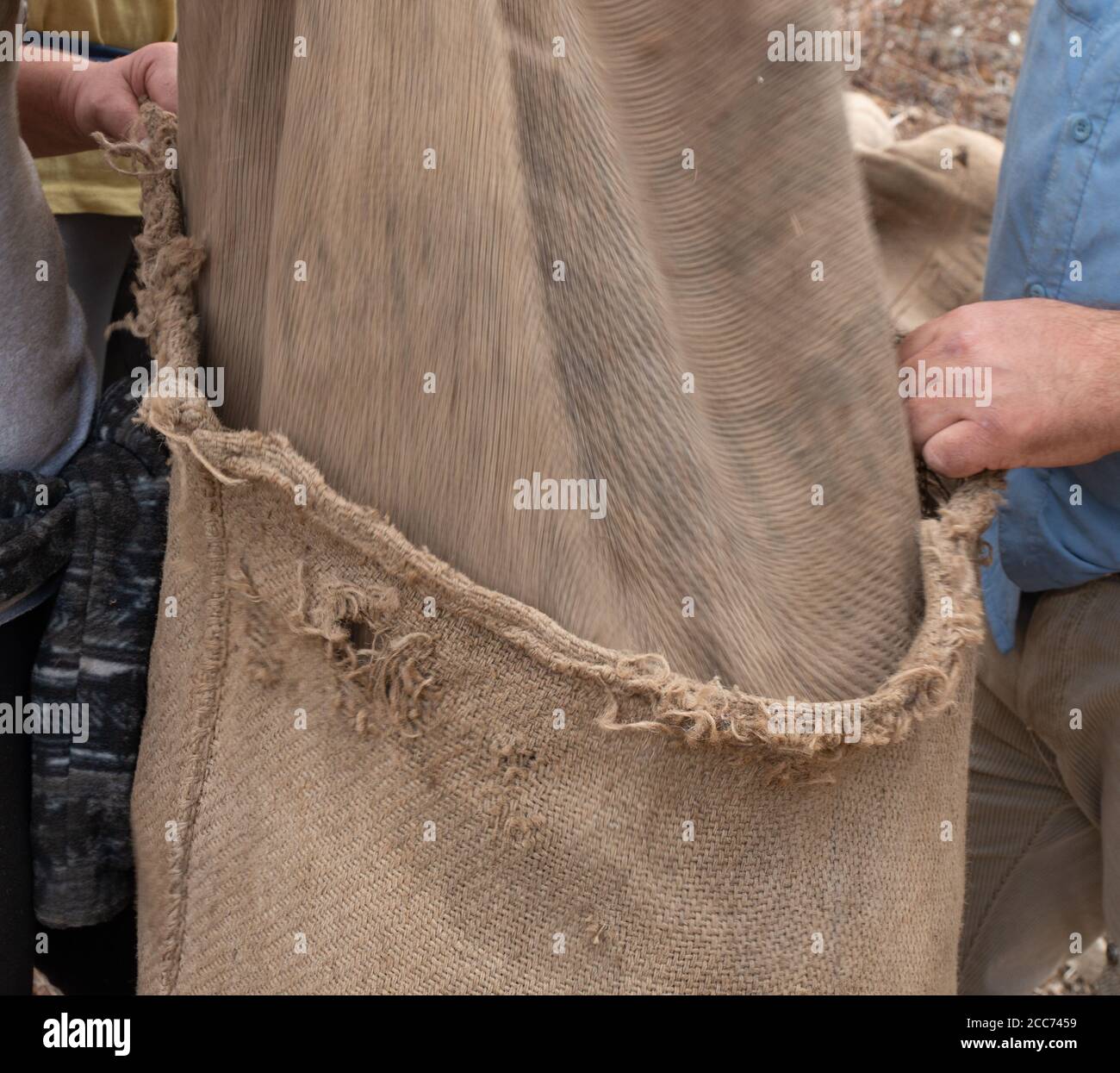 People fill a bag of olives. Preparing olive harvest for transport. Harvesting fresh olives, olive oil production. Greek olive agriculture. Sackcloth Stock Photo