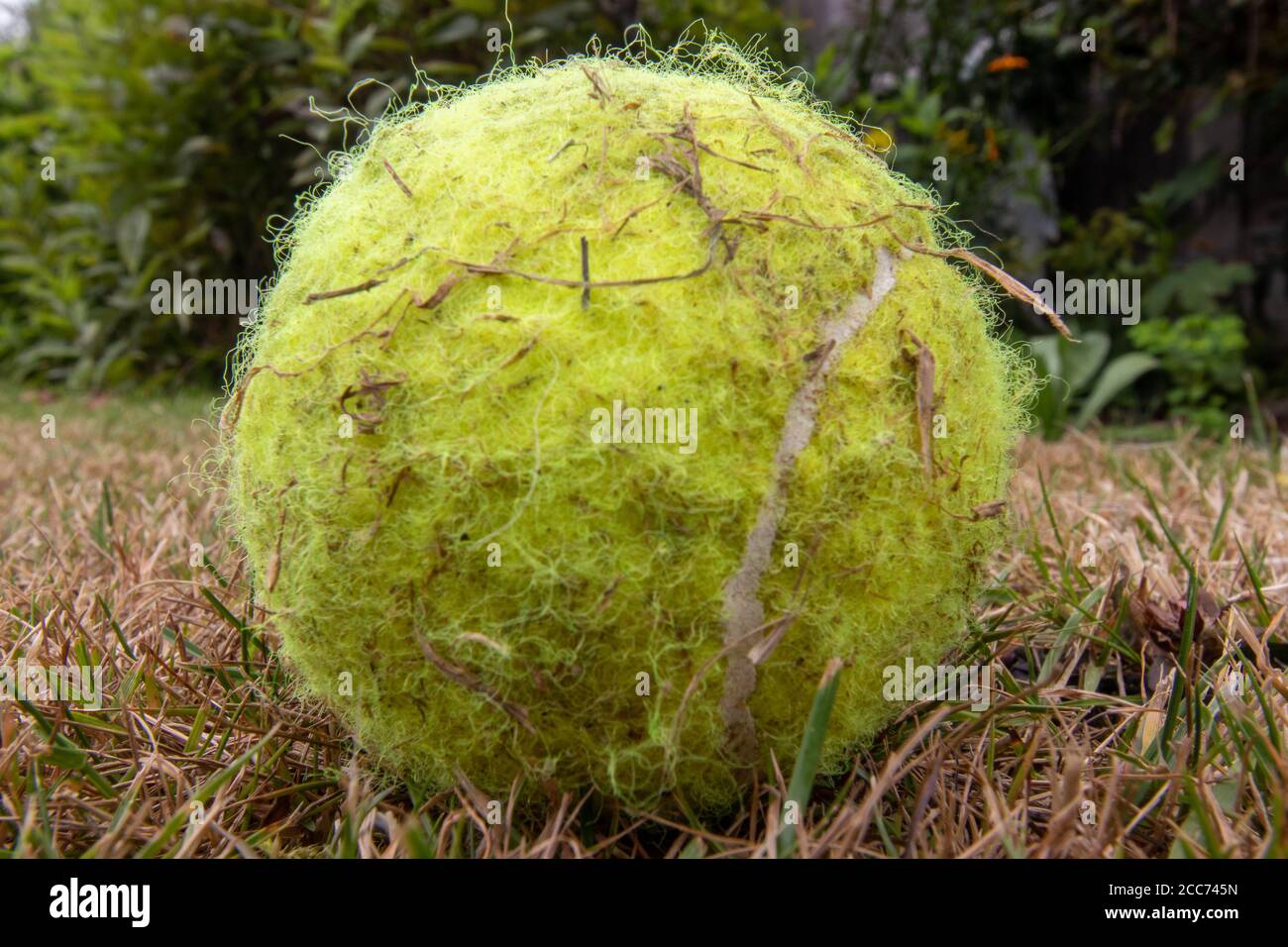 An old tennis ball covered in grass clippings Stock Photo Alamy
