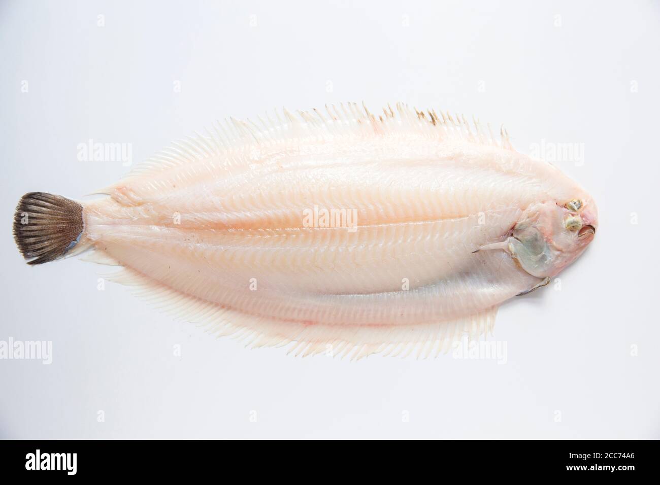 A Dover sole, Solea solea, that has been skinned prior to cooking. White background. England UK GB Stock Photo