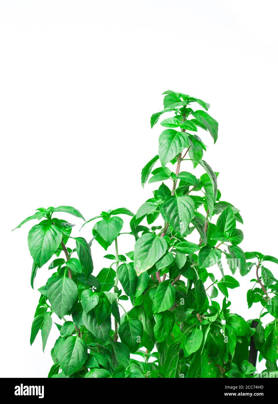 Fresh green Basil herb leaves isolated on white background. Basilicum