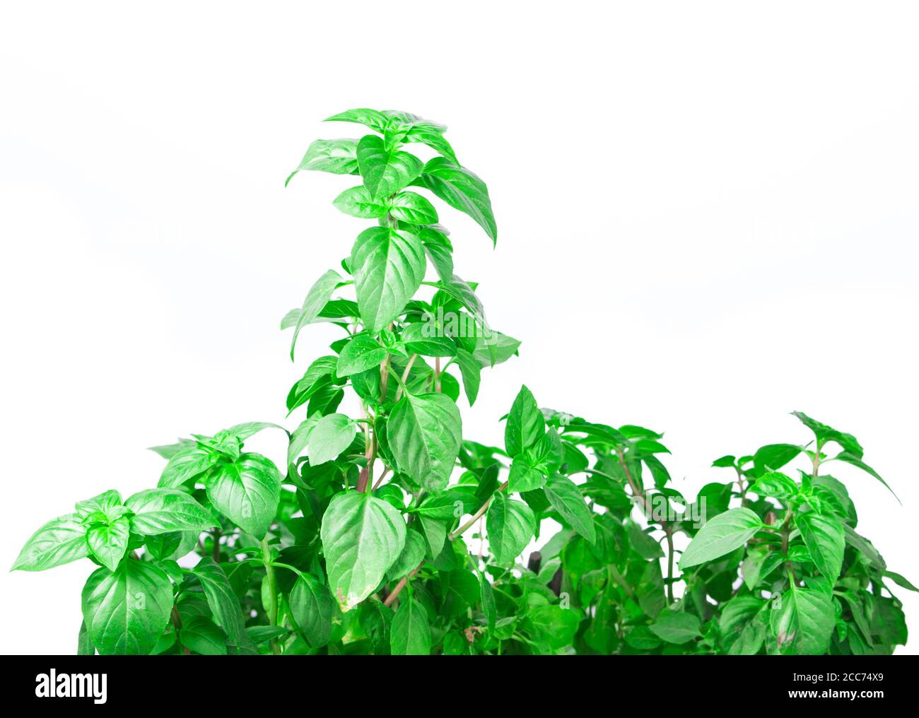 Fresh green Basil herb leaves isolated on white background. Basilicum ...