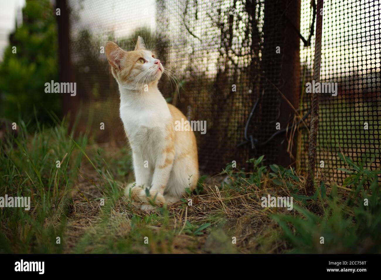 ginger white cat sits in the summer garden near old fence Stock Photo ...