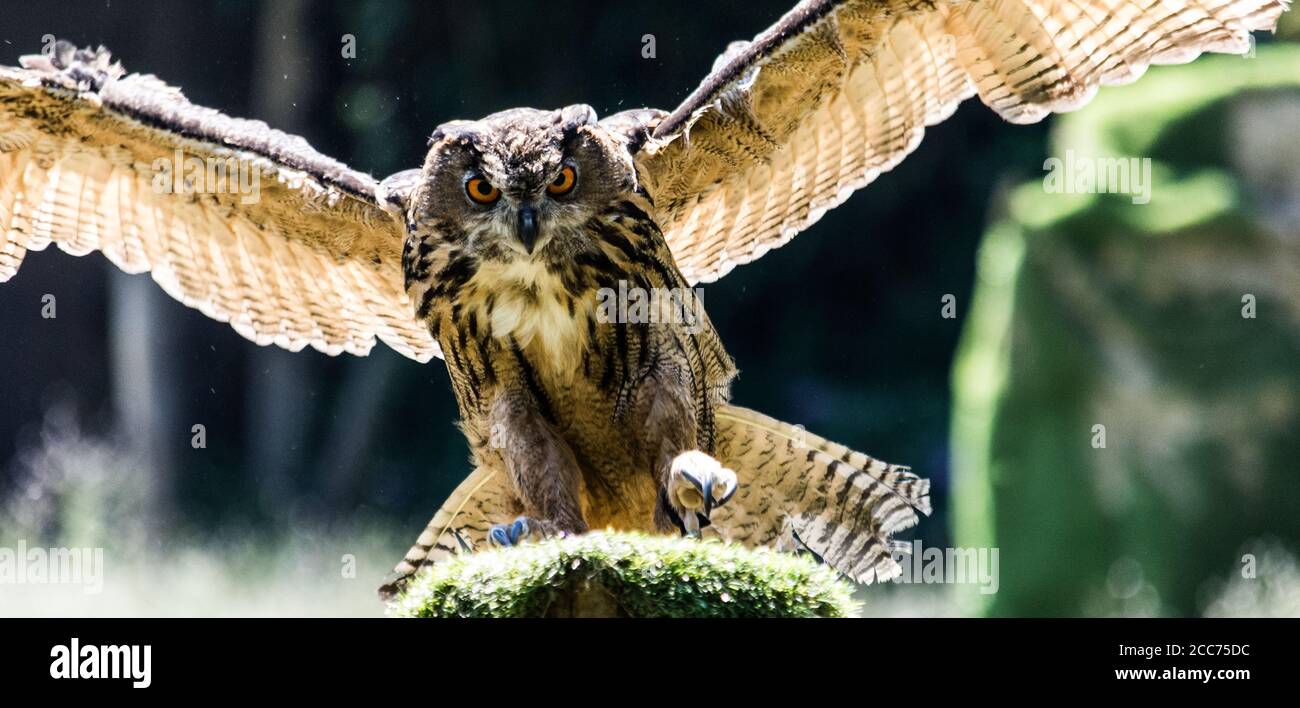 Eagle-owl landing on a stump, a horizontal image of a bird of prey ...