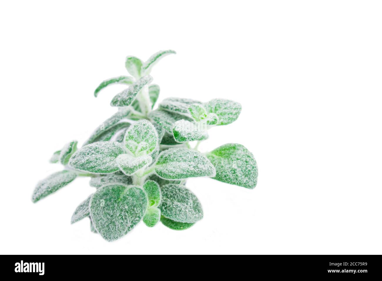 Dittany Cretan herb Dictamus isolated on white backround. Origanum dictamnus celtic oregano Stock Photo