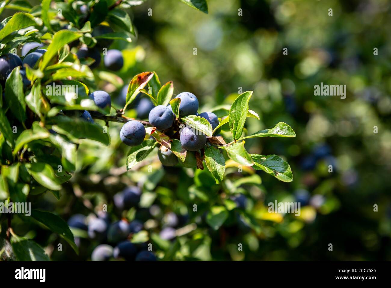 Sloe Berries On A Blackthorn Bush Hi-res Stock Photography And Images ...