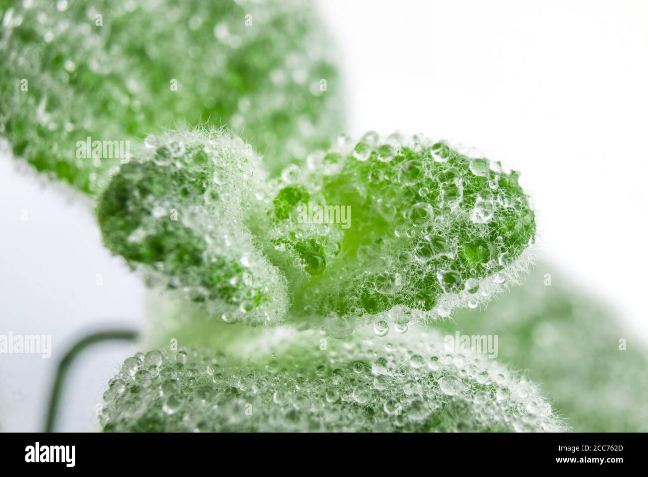 Dittany Cretan herb Dictamus isolated on white backround. Water droplets on the leaves Stock Photo