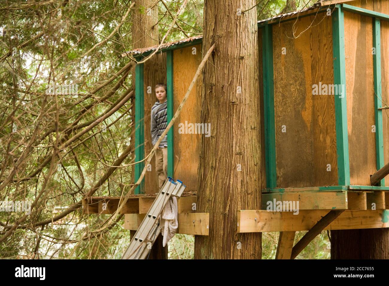 Treehouse in woods on rural property with 13 year old boy in it in Issaquah, Washington, USA Stock Photo