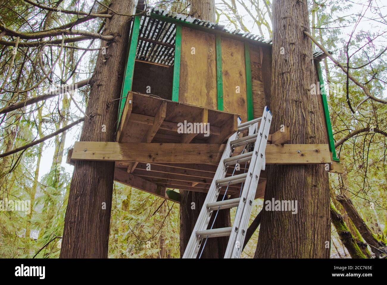 Treehouse in woods on rural property with ladder going up to it in Issaquah, Washington, USA Stock Photo