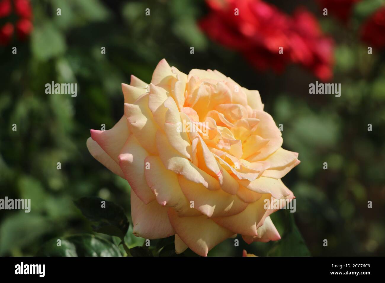 Fighting temeraire rose hi-res stock photography and images - Alamy