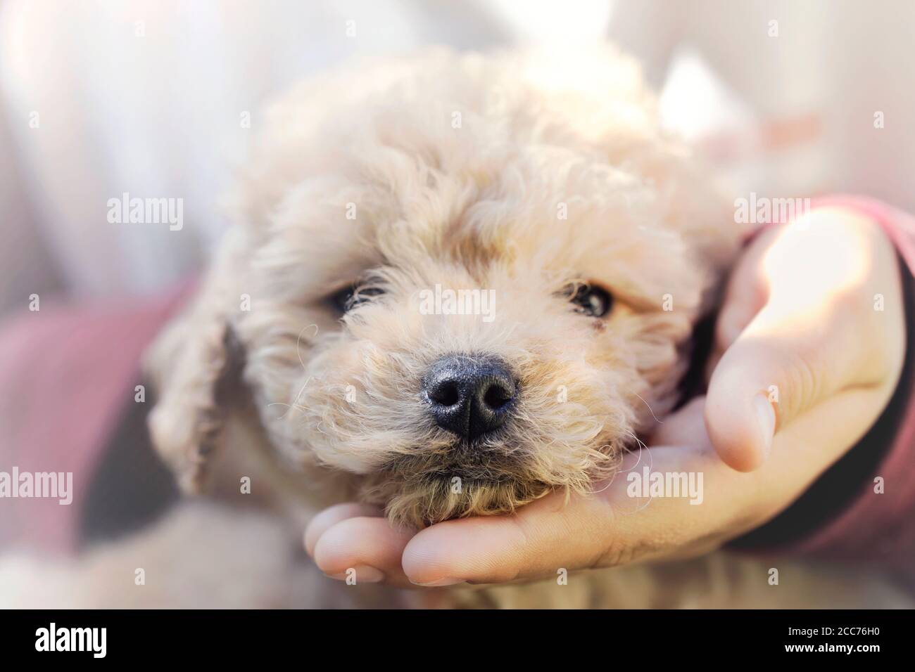 Little boy kissing gently his puppy Stock Photo
