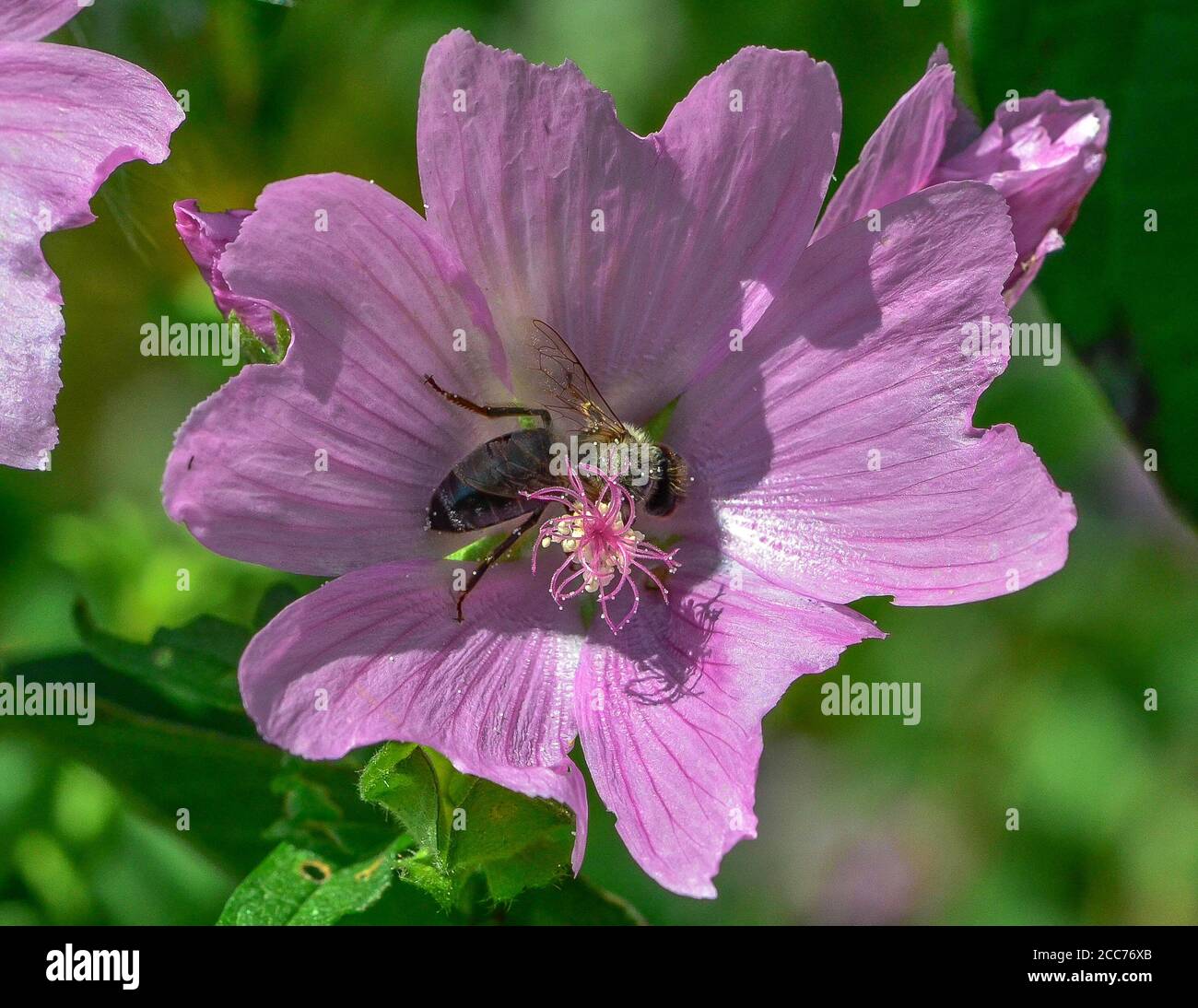 bee on a malva blossom Stock Photo