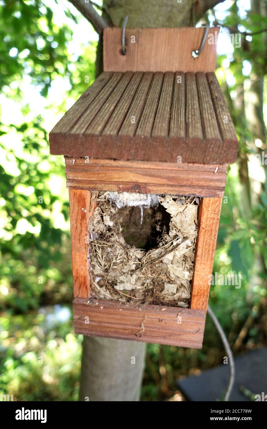 Zaunkönig-Nest in einem Nistkasten, der zur Reinigung geöffnet ist Stock Photo