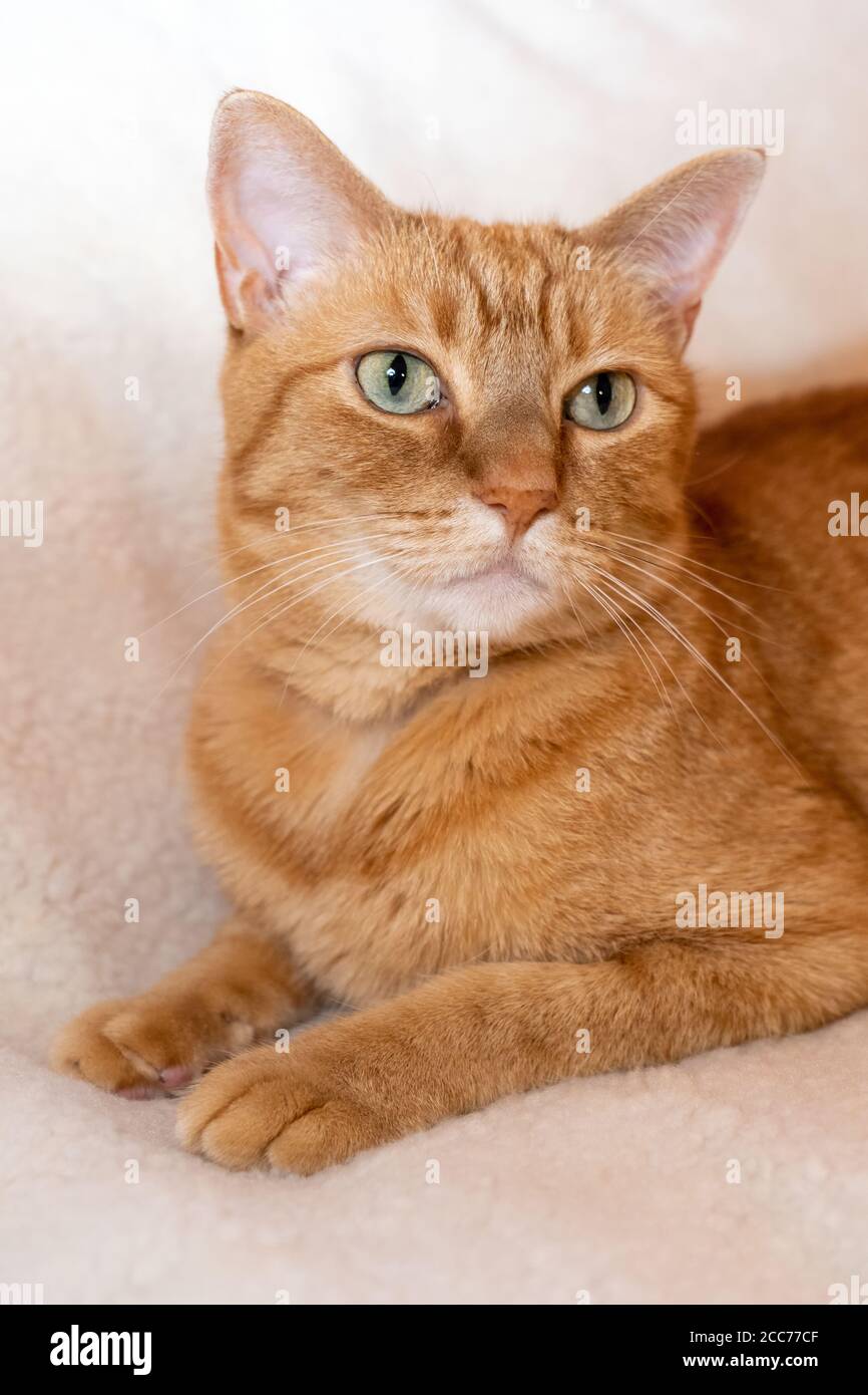Gabby, an orange tabby domestic shorthair cat Stock Photo