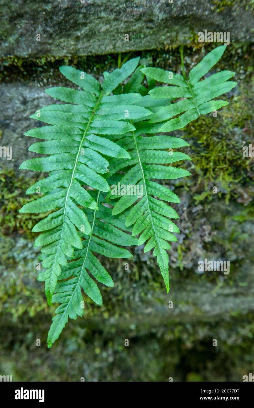 The Columbia Gorge, Oregon, USA.  Leather-leaf or Leathery Polypody Fern (Polypodium scouleri) growing out of crevice in a moss-covered rock wall. Stock Photo