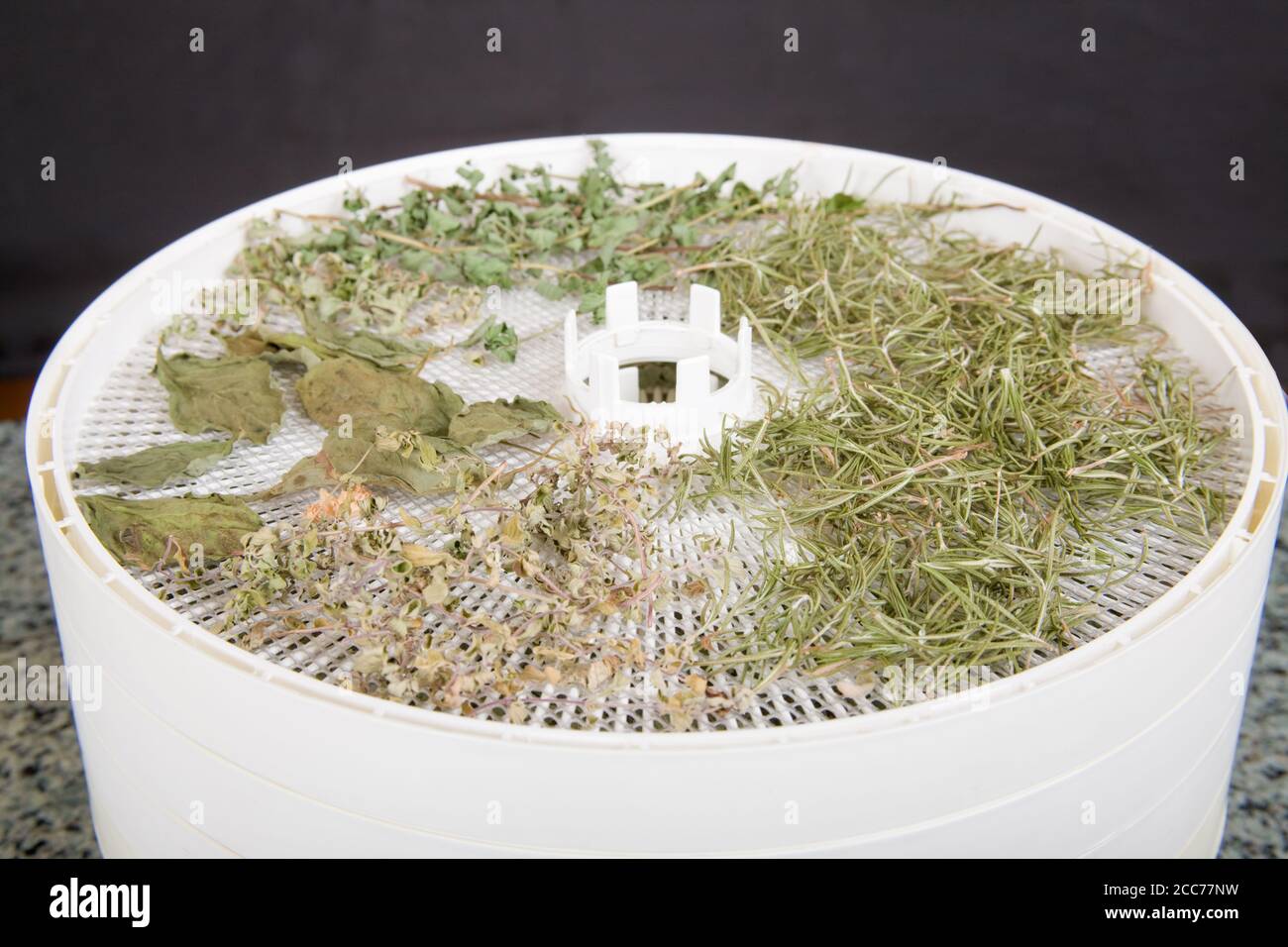 Mixed dried herbs (rosemary, marjoram, basil and oregano) on a dehydrator shelf of an electric dehydrator Stock Photo