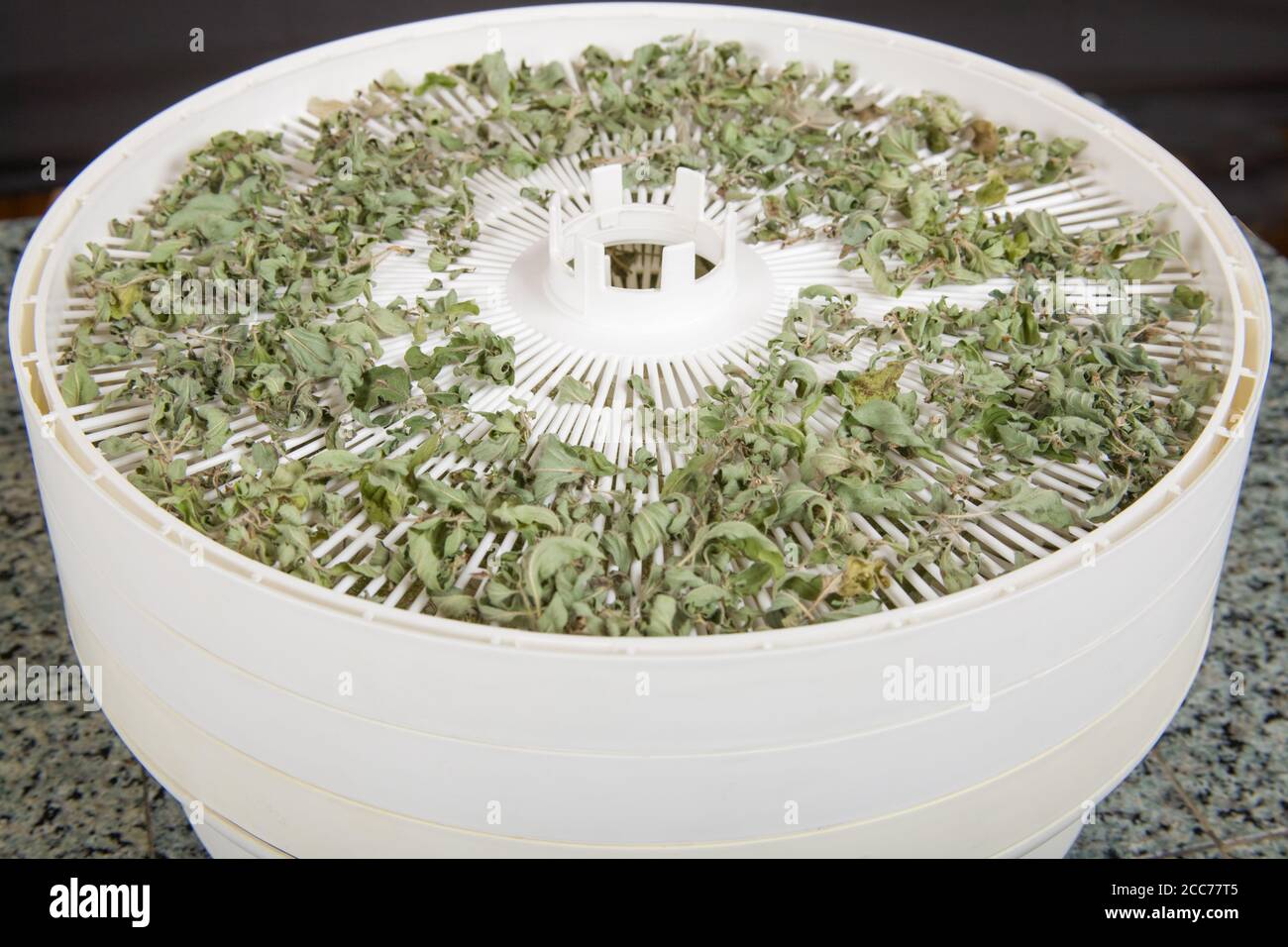 Dried oregano on a dehydrator shelf of an electric dehydrator Stock