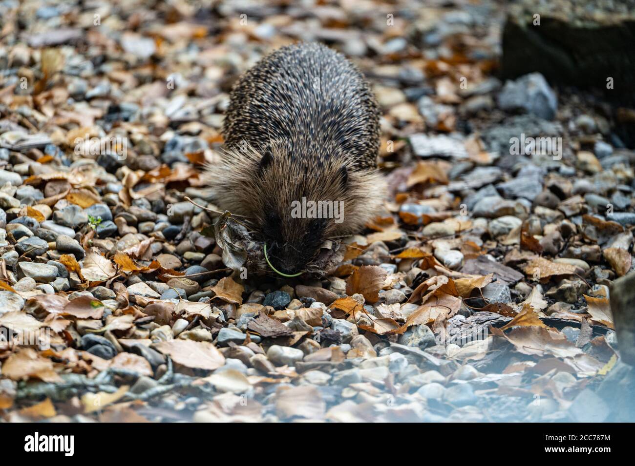 A hedgehog collecting autumn leaves to prepare for hibernation, UK Stock Photo
