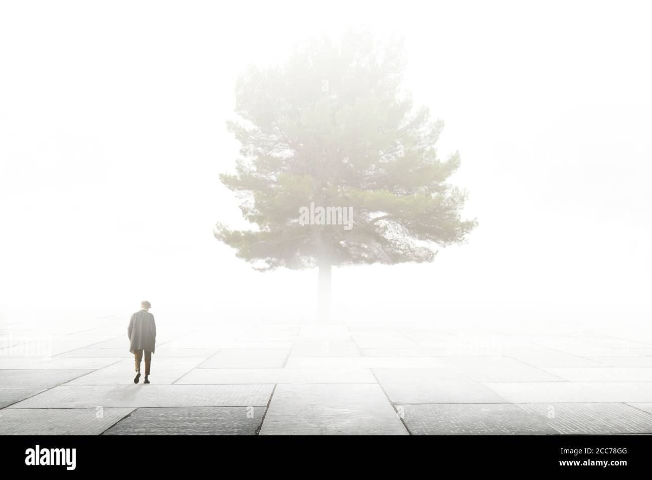 lonely man walks towards a big tree in a city surrounded by fog Stock ...