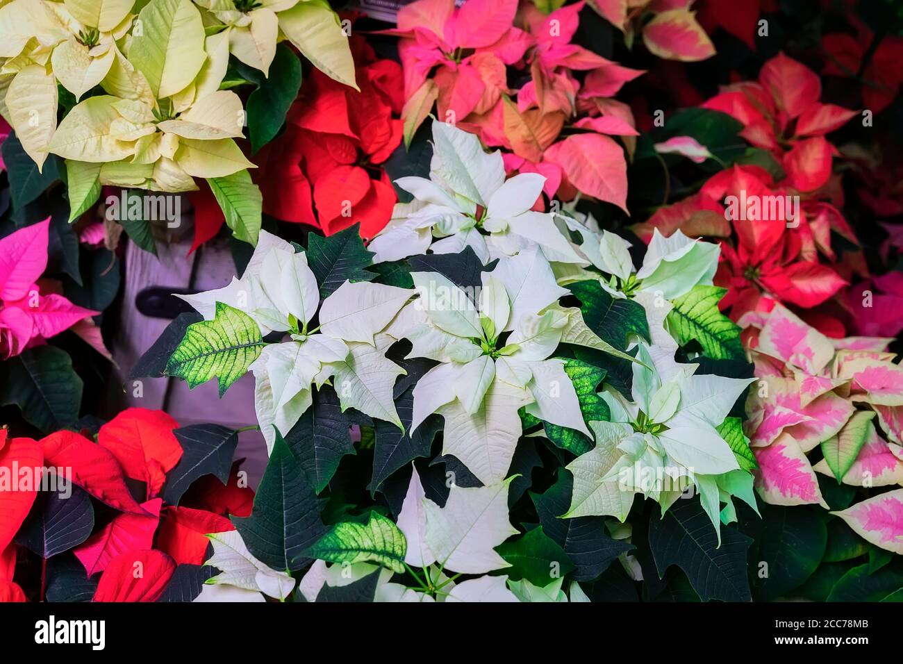 Colored poinsettias deals