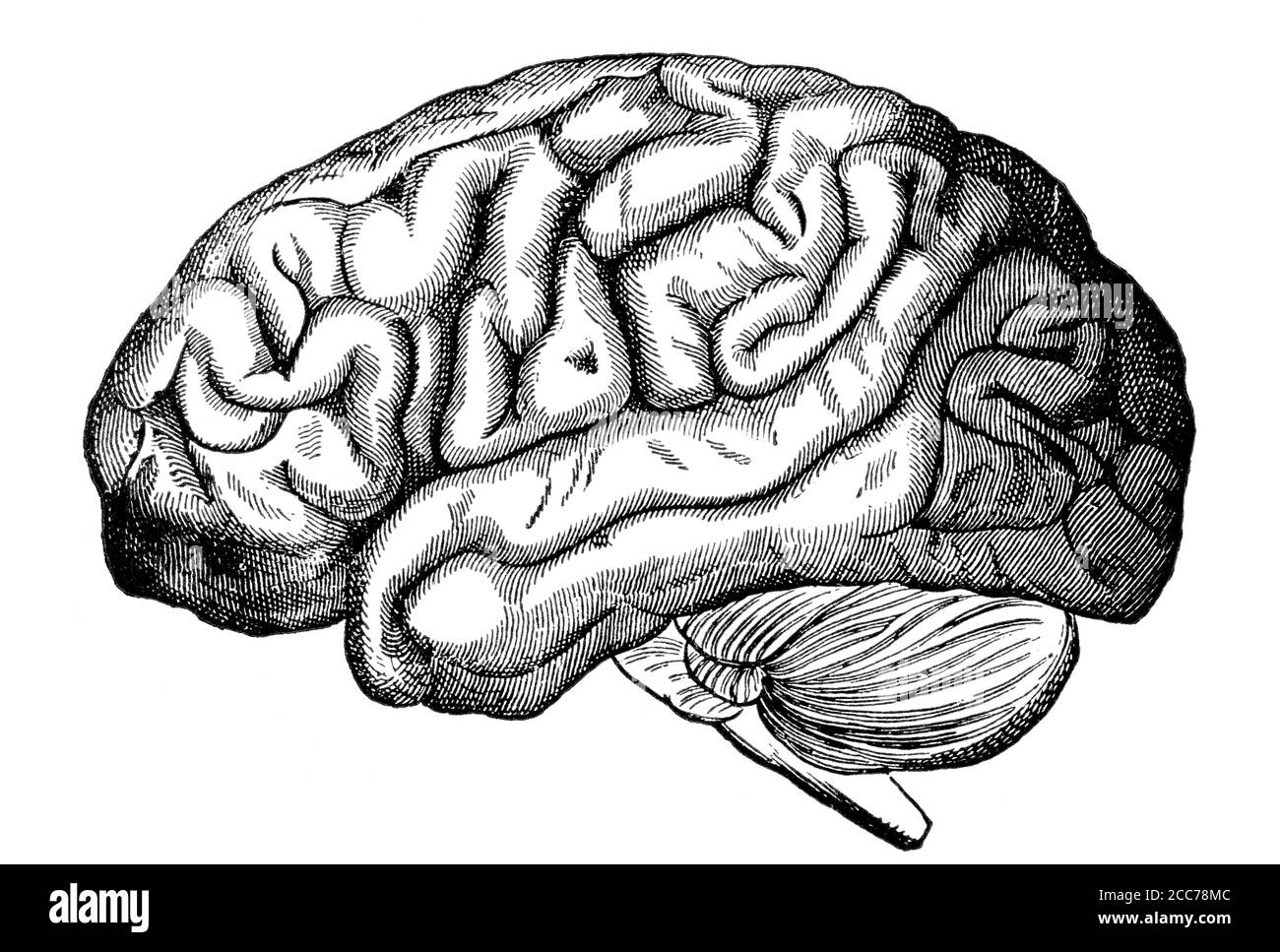 Victorian drawing anatomy hi-res stock photography and images - Alamy
