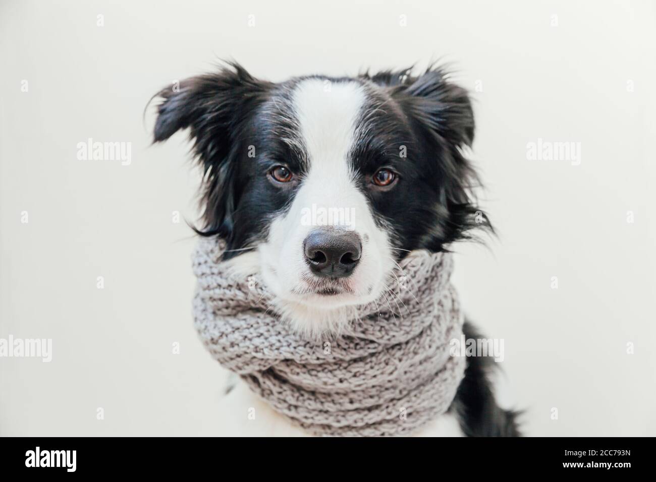 Funny Studio Portrait Of Cute Smilling Puppy Dog Border Collie