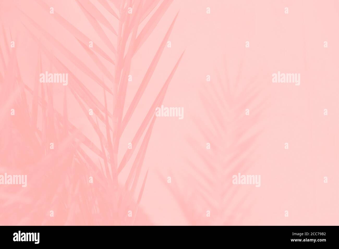 Lá cây dừa ngày màu hồng trên nền hồng nhạt: Một bức hình với sắc hồng tươi sáng của lá cây dừa, tạo nên không gian rực rỡ và lạ mắt. Chiếc ảnh này chắc chắn sẽ khiến bạn muốn ngâm mình trong không gian đầy màu sắc, năng động. Hãy xem ngay để khám phá tinh thần mới mẻ này!
