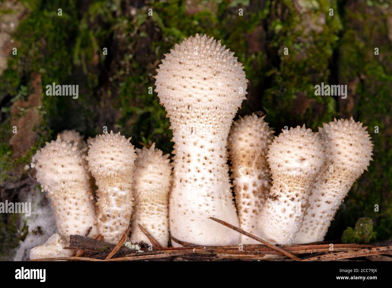 Common Puffball (Lycoperdon perlatum) fungus - DuPont State Recreational Forest, near Hendersonville, North Carolina, USA Stock Photo