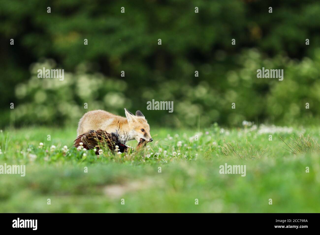 Young red fox eat prey on meadow Vulpes vulpes Stock Photo Alamy
