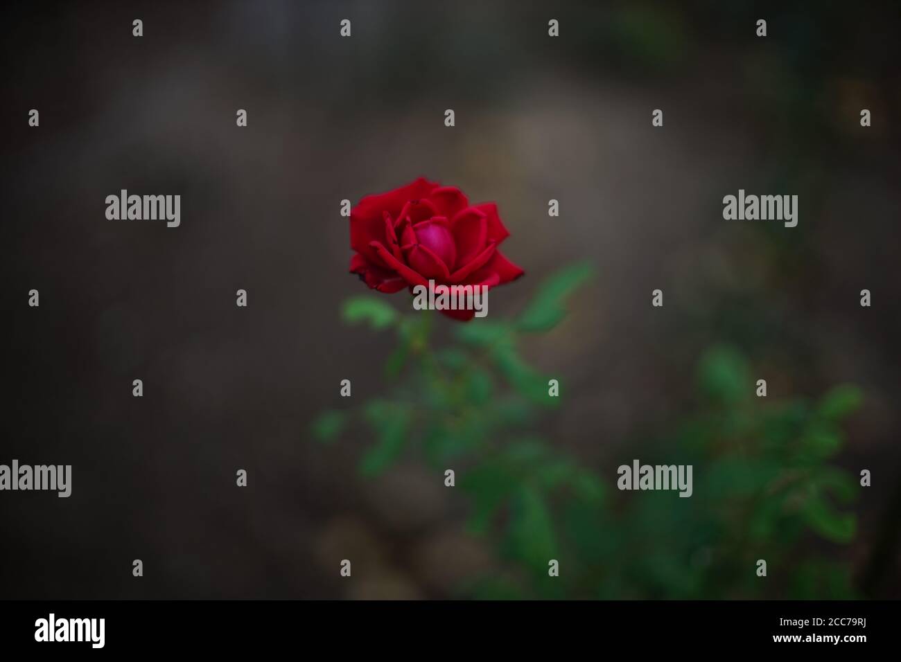 Red rose flower grows in the dark summer garden Stock Photo Alamy