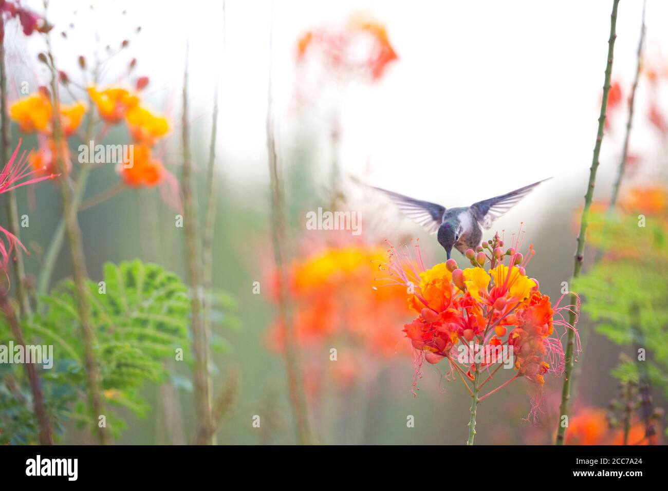 Broad-billed hummingbird sips nectar from Peacock Flower, also known as Red Bird of Paradise and Pride of Barbados. Location is Tucson, Arizona home g Stock Photo