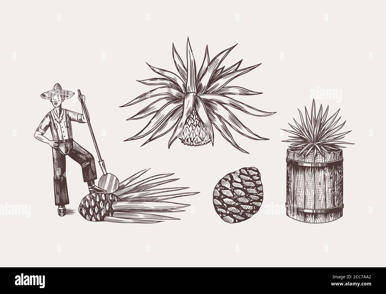 Agave Plant for Cooking tequila. Fruit and farmer and harvest. Retro poster or banner. Engraved hand drawn vintage sketch. Woodcut style. Vector Stock Vector