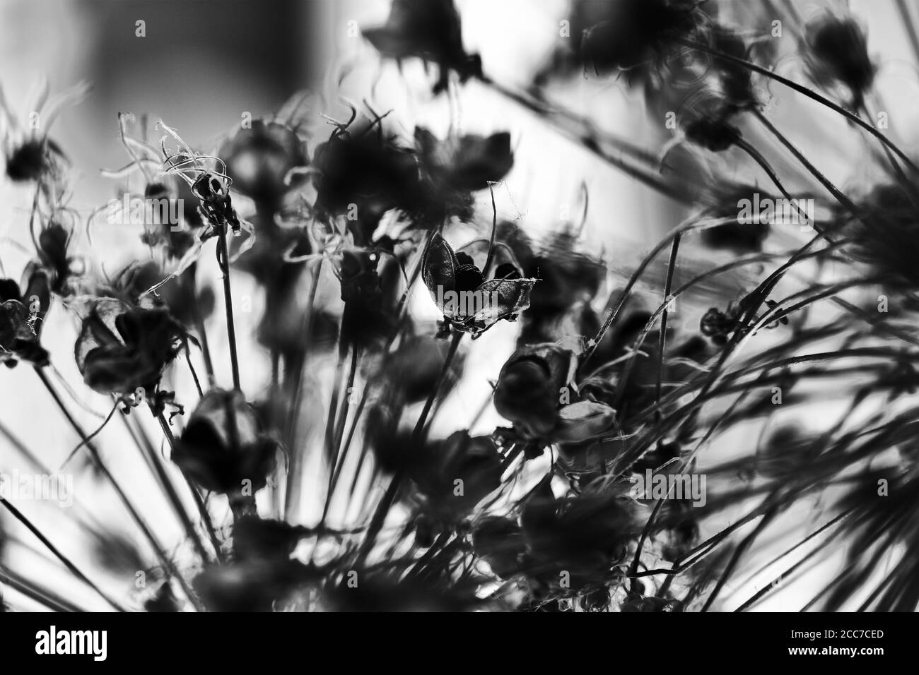 Black & White Dried Flowers Stock Photo Alamy
