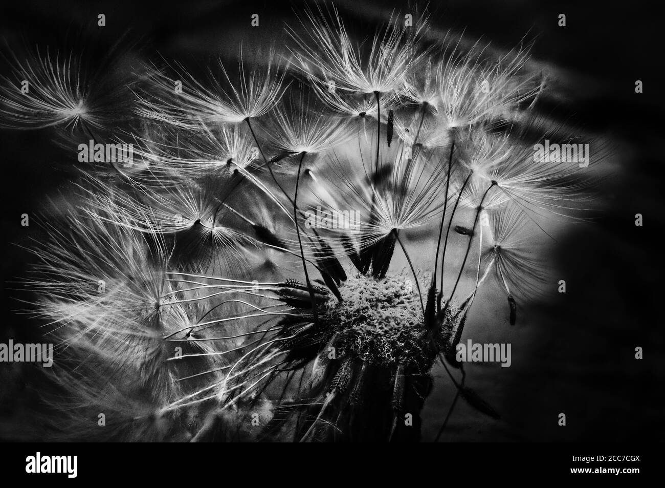 Dandelion Black & White Close Up Stock Photo