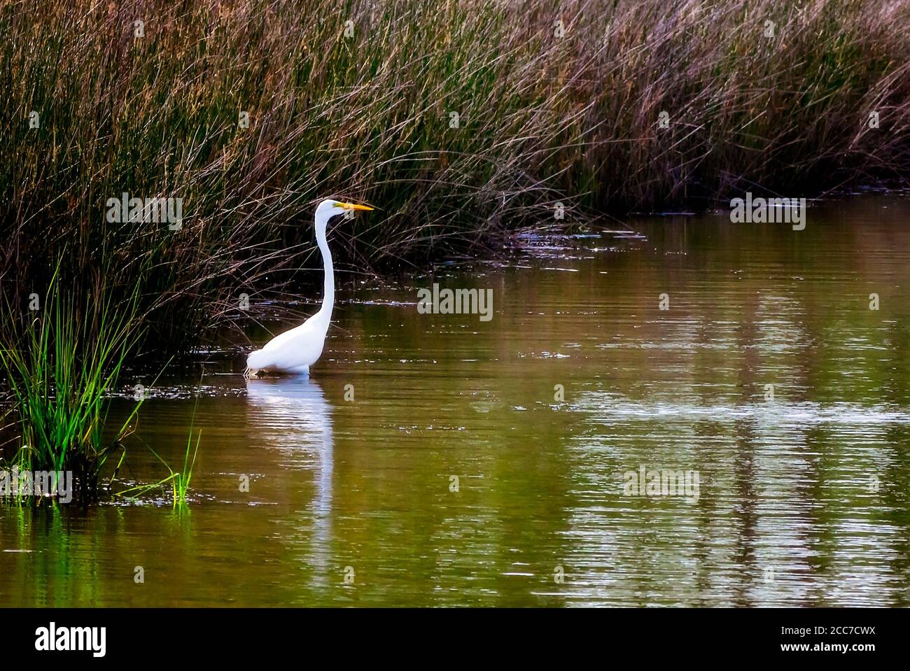 A great egret stands along the bank of West Fowl River, July 6, 2019, in Coden, Alabama. Stock Photo