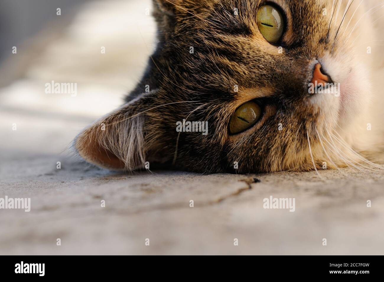 Gray cat  lying  and resting on the sun on the fresh air. Close up.Selective focus.Horizontal orientation. Stock Photo