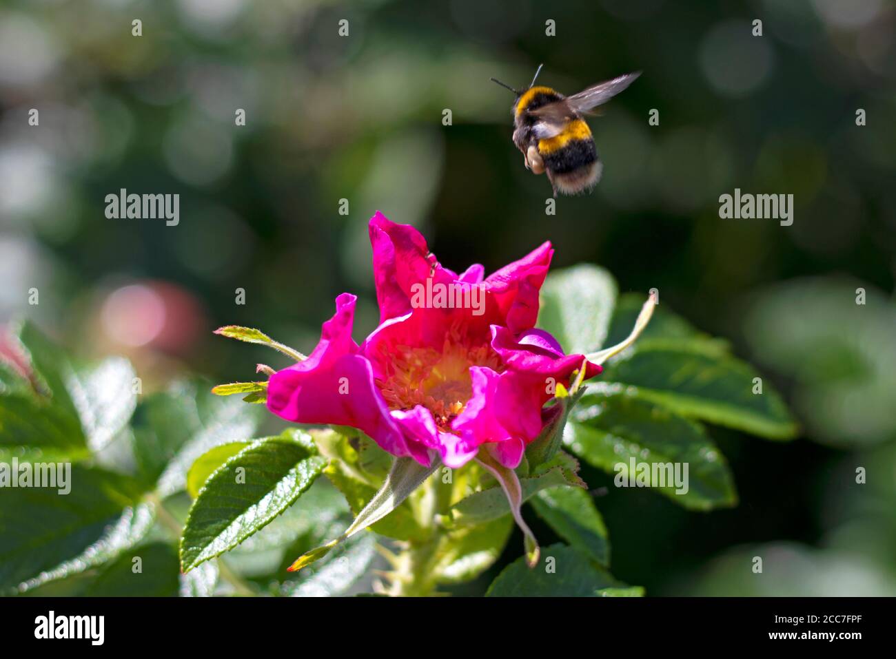Bee flying into flower hi-res stock photography and images - Alamy