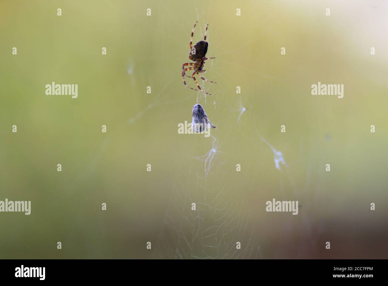 Fly Cocooned in Spiders Web Stock Photo