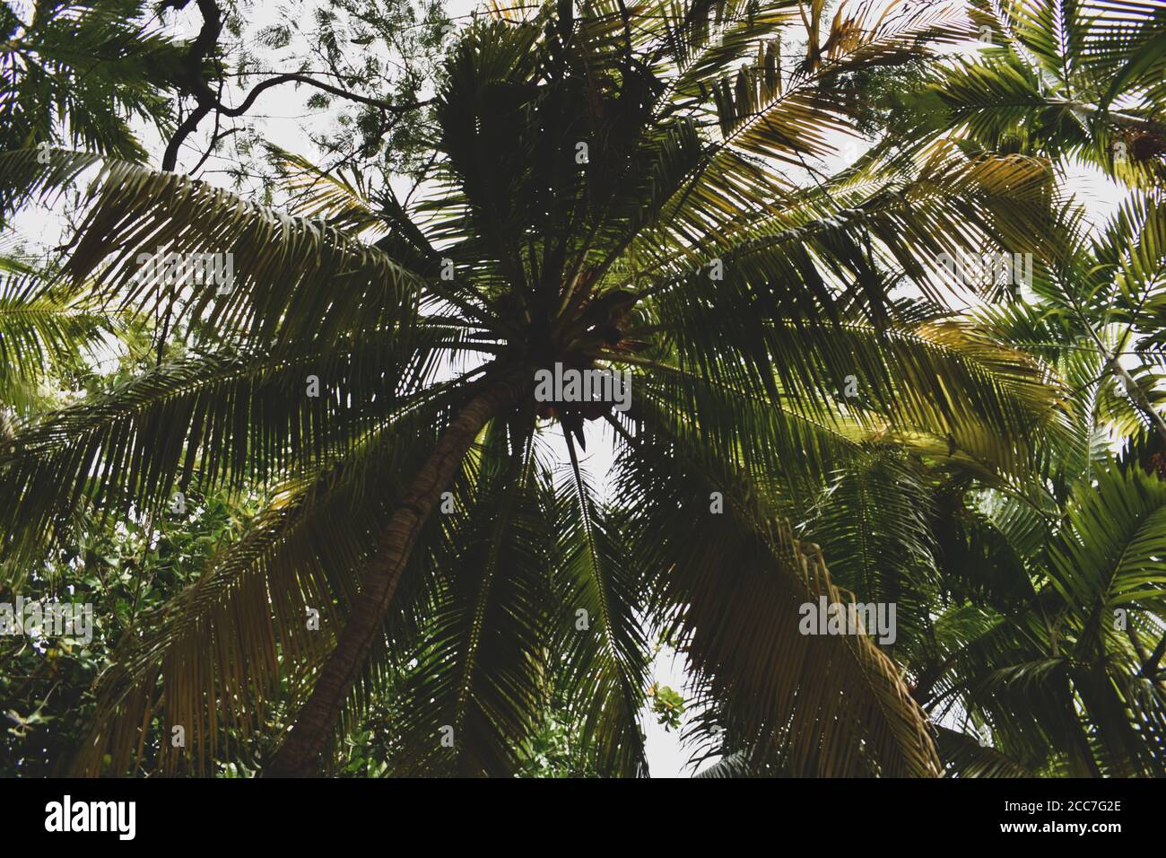 Jamaican palm tree Stock Photo - Alamy