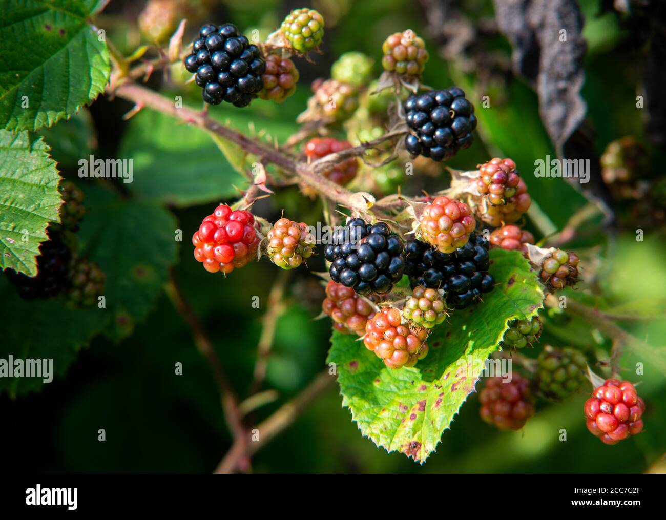 The Bramble or Blackberry with ripe and ripening fruit Stock Photo - Alamy