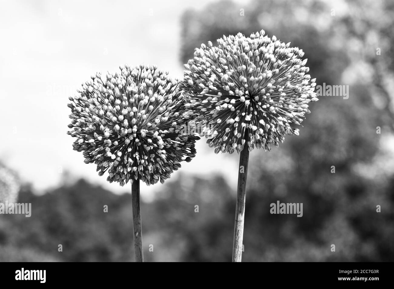 Flowers before the bloom Stock Photo Alamy