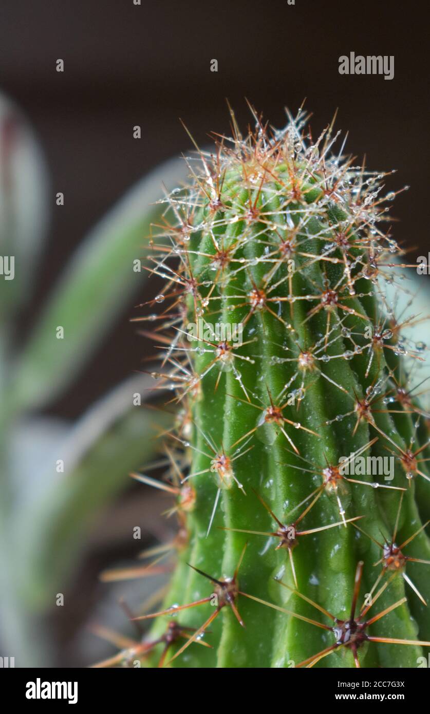 Cactus after the rain Stock Photo Alamy
