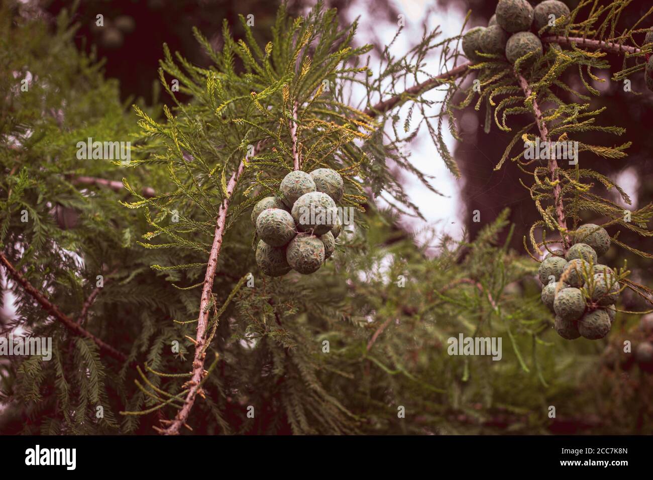 Cyrus Tree Closeup of Bald Cypress Treealso known as the Swamp Cypress that has ...