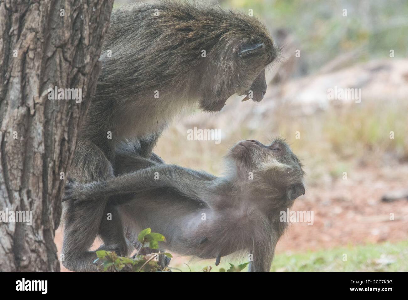 A male and female crab eating macaque (Macaca fascicularis) mating and the male snarls at the female. In Komodo National Park, Indonesia. Stock Photo