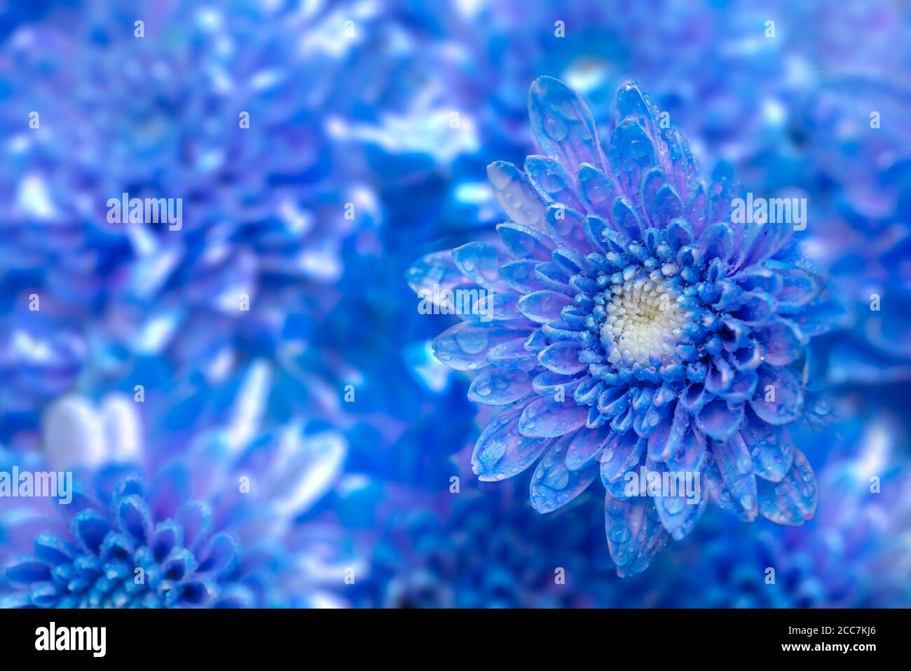 Beautiful blue chrysanthemum flower, closeup Stock Photo