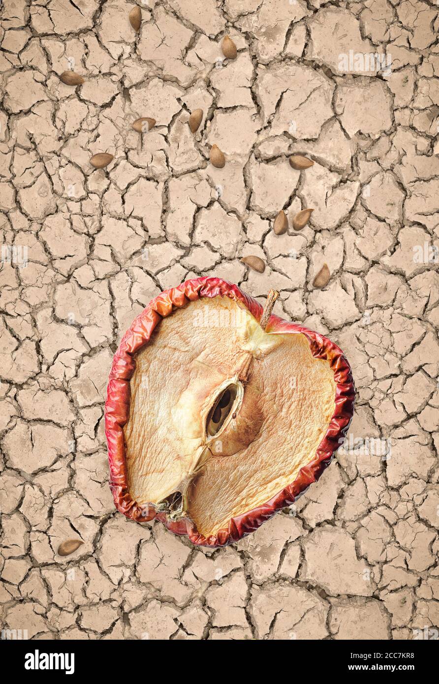 Half rotten apple and seeds on dry and cracked soil, hopeless concept with no future. Stock Photo