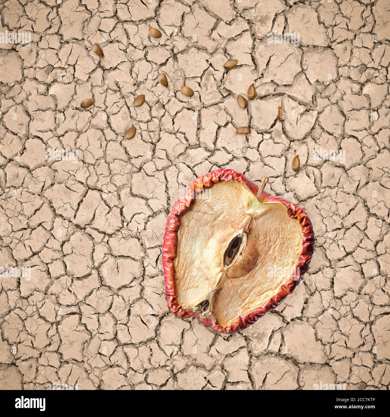 Half rotten apple and seeds on dry and cracked soil, hopeless concept with no future. Stock Photo
