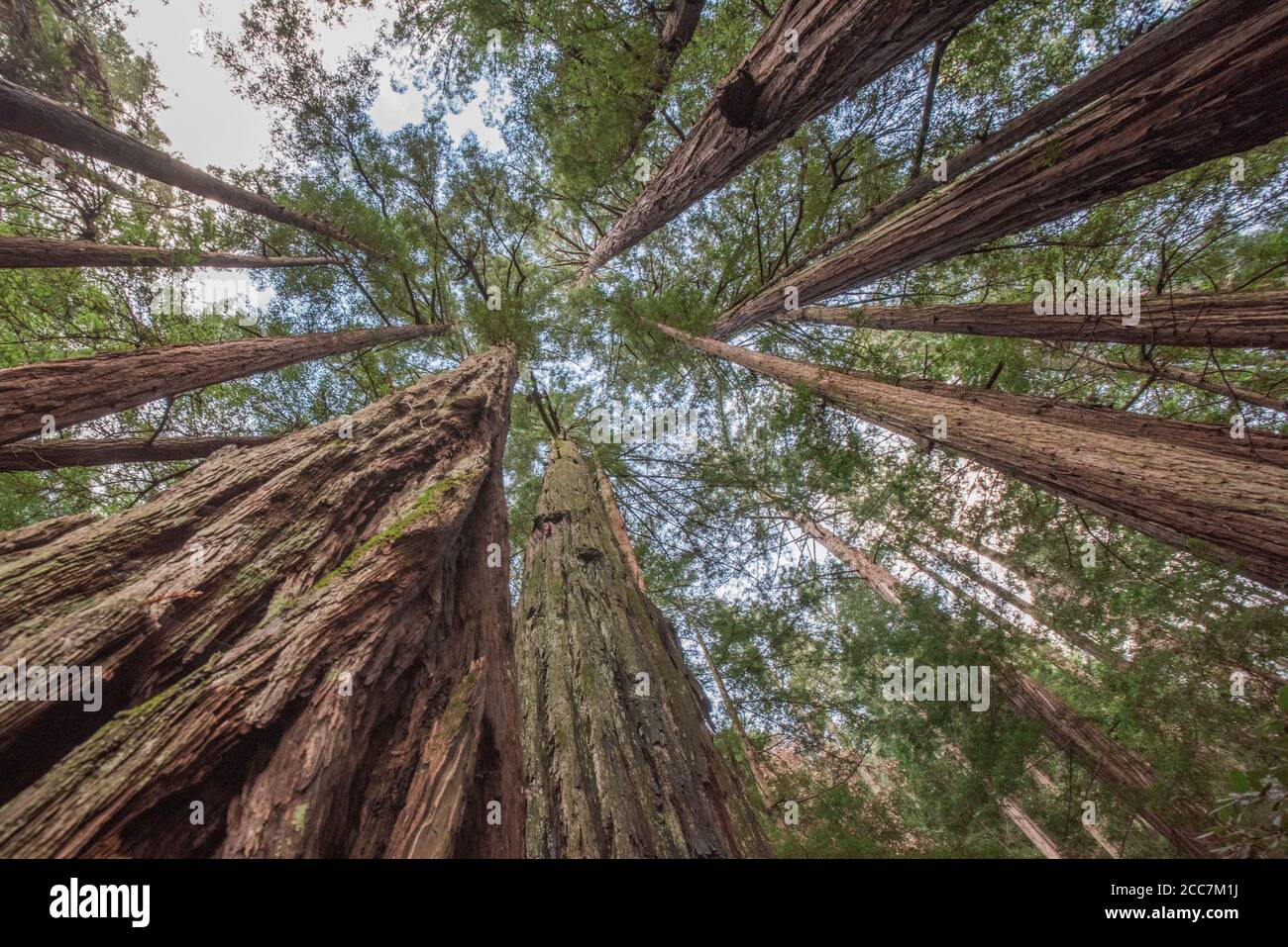 California redwoods (Sequoia sempervirens) seen from below looking straight upwards in Mt Tamalpais state park in Coastal California. Stock Photo