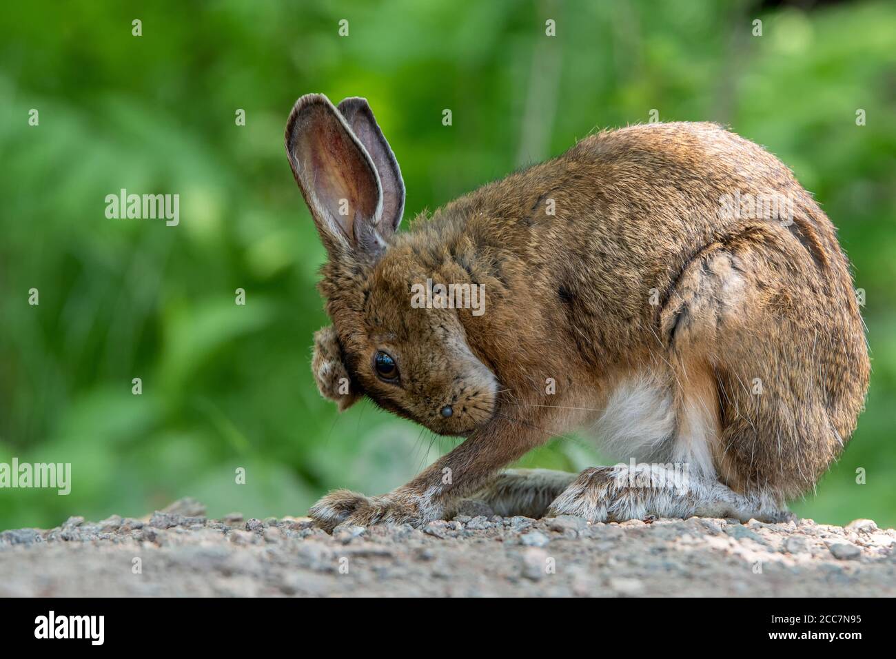 Rabbit paw hi-res stock photography and images - Alamy